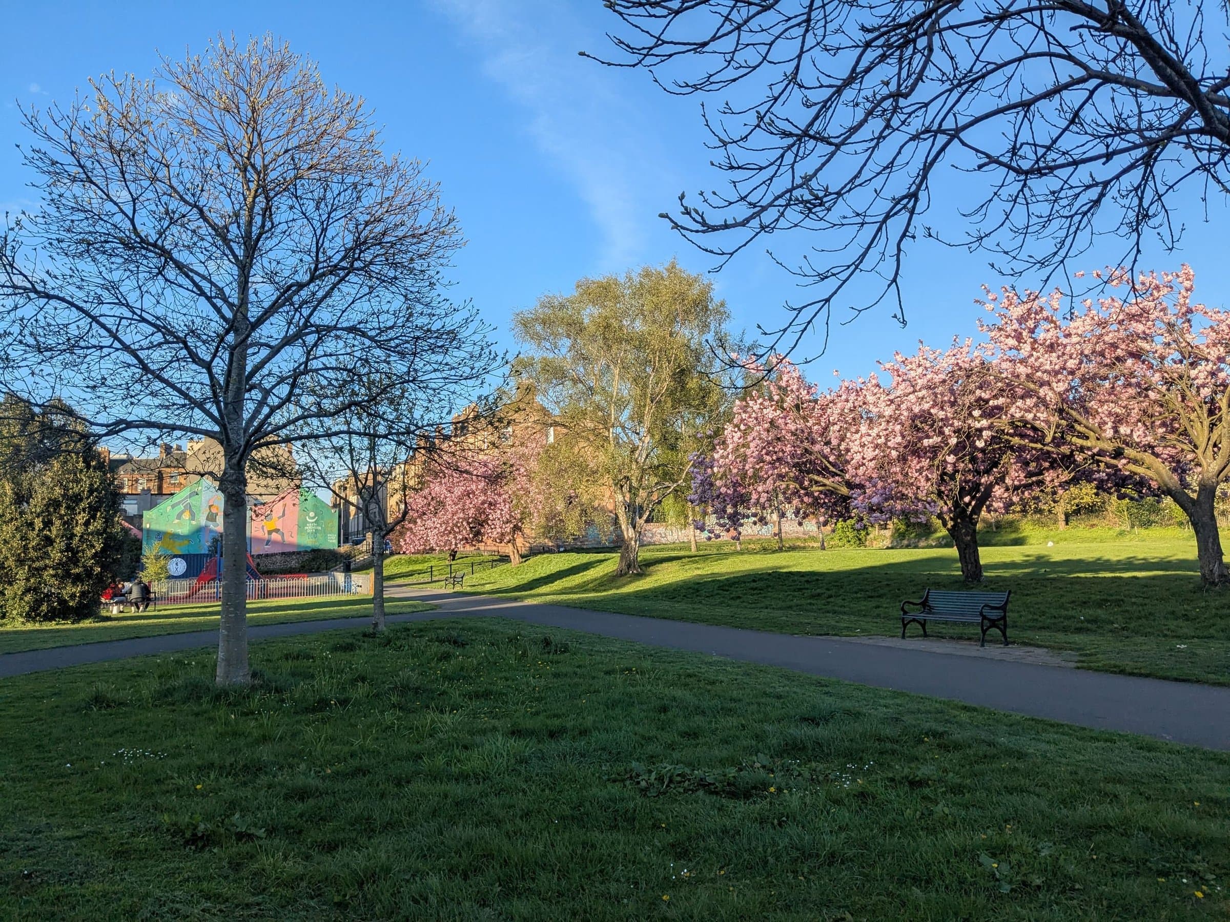 Harrison Park, directly behind the flat, with cherry trees in blossom along the path